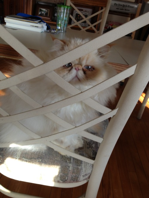 lucifurfluffypants: If I hide in the chair, Mom can’t find me. If Mom can’t find me, she