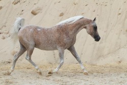 fearingfun:  mrfatcakes:  THIS HORSE LOOKS LIKE A SUGAR DOUGHNUT   Someone make an OC  omg yum! i want to blot that horse with my tongue