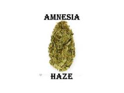 thecannabismoment:  amnesia haze