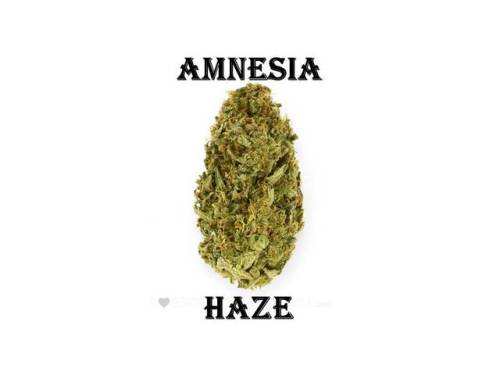Sex thecannabismoment:  amnesia haze pictures