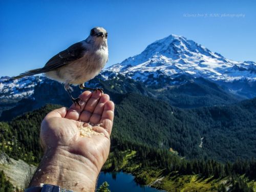 grey jay (photo by ivo f raic)