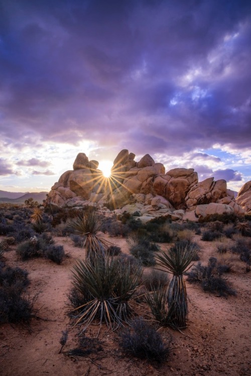 Joshua Tree National Park.