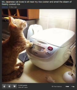 silver-tongues-blog:riseofthecommonwoodpile: lesliecrusher:  i have had this picture open in a tab at work for like four days now. instant picker-upper. look at dis baaaby  a rice boy……  every orange male cat is a real life himbo