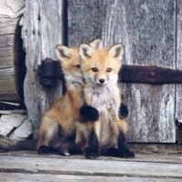 solohux - fox pups Armitage & Techie