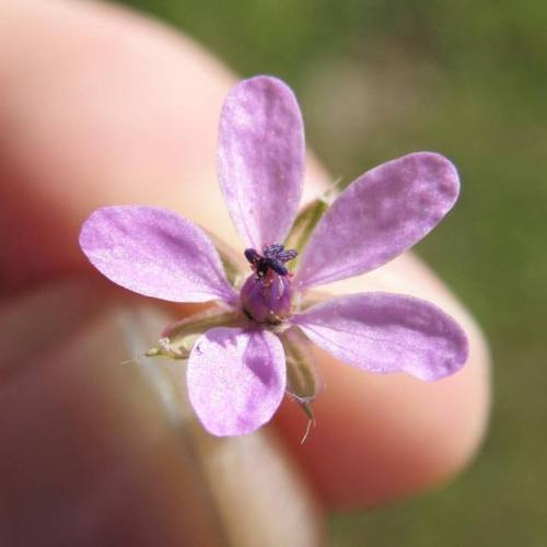 Common Stork’s-bill, Erodium cicutarium (Geraniaceae).… This species is a common weed intro