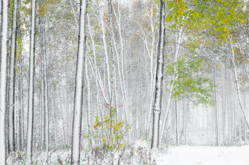 tiinatormanenphotography:Year ago today. Last year was very early first snow. It was extraordinary e