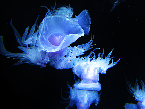 gloomkittie:  crown jelly at Monterey Bay Aquarium 