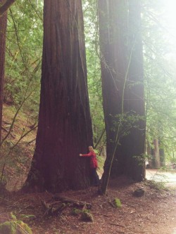 bipoehler:  Amy Poehler hugs a redwood tree.