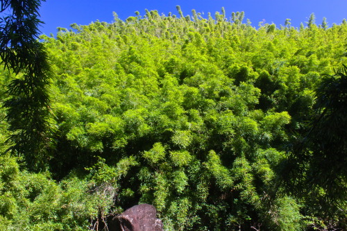 exploring in the bamboo forests of Maui…