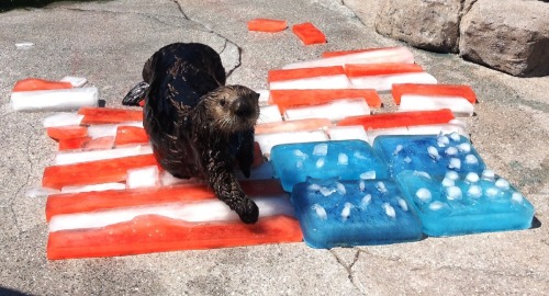 montereybayaquarium:  Wishing you an otterly awesome Fourth of July!