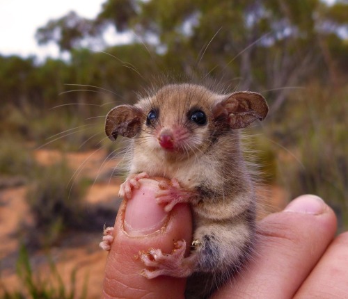 Porn Pics Fingertip cutie (Western Pygmy Possum, Australia)