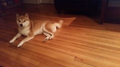 the floor is yours, master shiba.