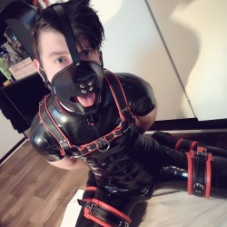 nekofeng:Needy latex pup