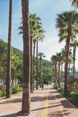 visualechoess:  Palm Trees by Rania Maria 