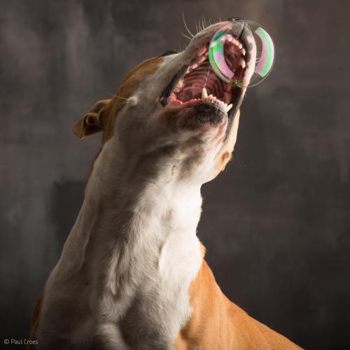 kimblewick:  petways:  Dogs & Bubbles by Paul Croes - Behind eyes - Animal Photography in studio  This is precious 