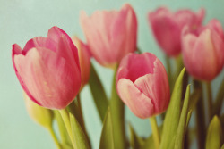 pink tulips Art Print by Beverly LeFevre