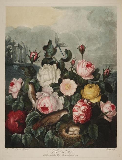  Thornton, Robert John 1768-1837 - The Temple Of Flora 1807 - Roses