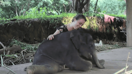 gifsboom:  Video: Baby Elephant Insists on Cuddling with Girl