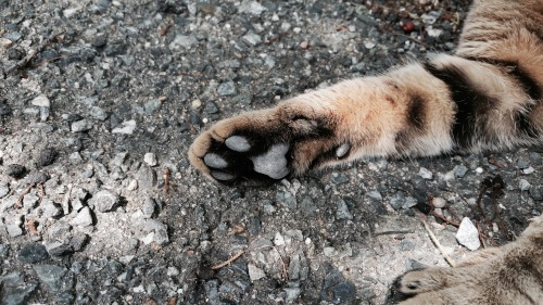 criminallyobscene: 相島の猫たちPaws from Ainoshima (Cat Island)Japan, 2016 100% pure content