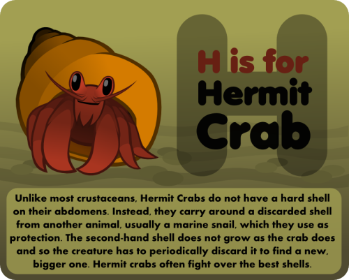 H is for Hermit Crab