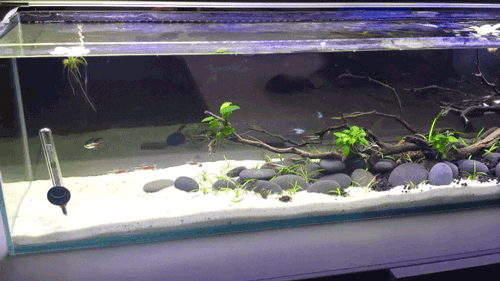 artintheart:Some gifs of my work tank After I redid it!  Looking SUPER crystal clear, of course look