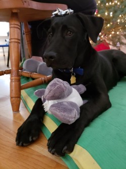 A very successful puppy’s first Christmas.Merry
