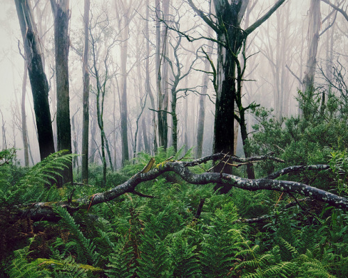 Mountain Forest by brodie.emery on Flickr.