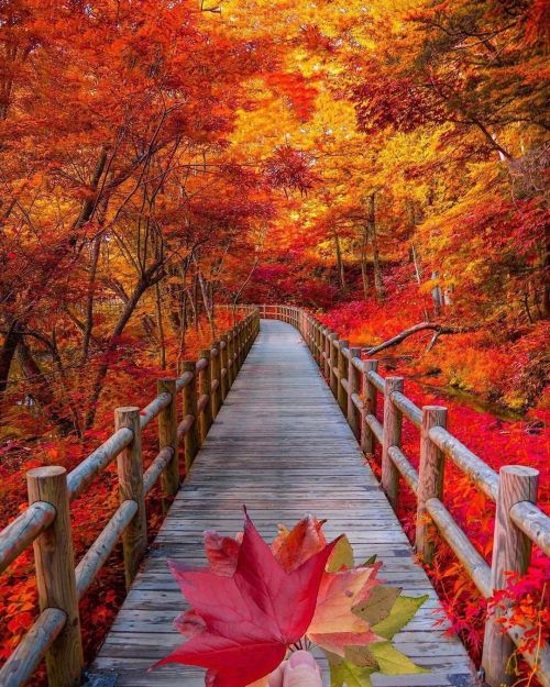 Scenicfever