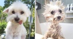 awwww-cute:  Before bath and after bath (Source: