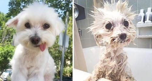 awwww-cute:  Before bath and after bath (Source: porn pictures