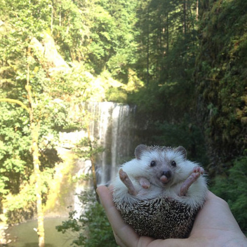 indoor-plants:  fairylene:  the adventures of a cute hedgehog ｡◕‿◕｡  So fucking majestic 