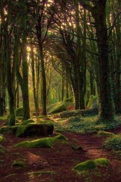 rosiesdreams: Softening light gives moss and creeping creepers an enchanting look. 