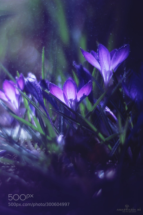 Embrace the crocus by Anastasia-Ri