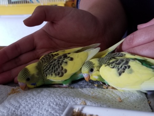 They both ate a lot of pellet powder today, and they both regularly pop out to sit on the edge of th