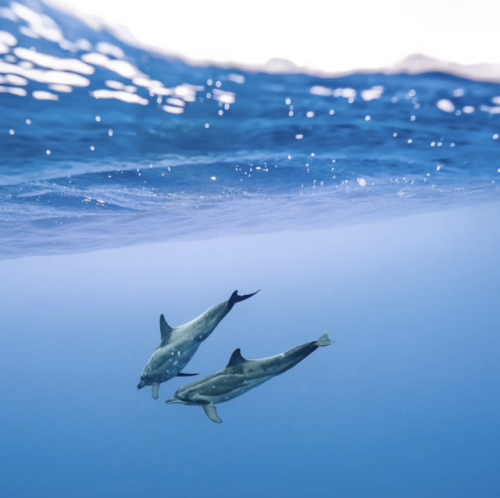 kohola-kai:Rough toothed dolphins | Magenta Oceans Photography