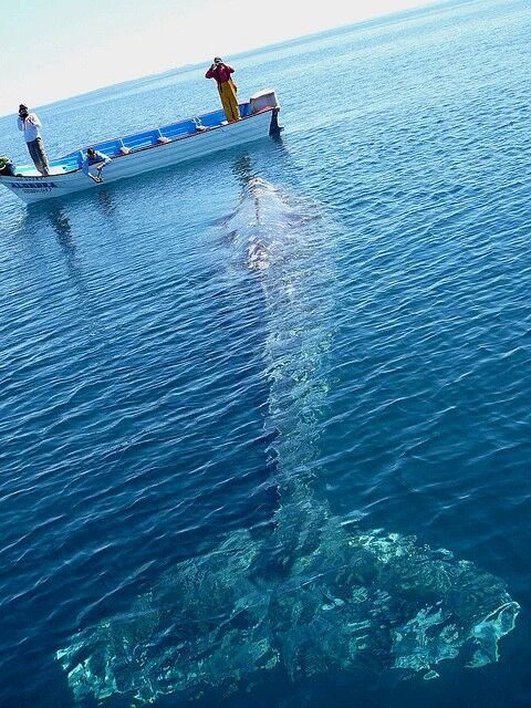 Porn flawesome-soul:  Amazing whale shots. 🐋🐋🐋 photos