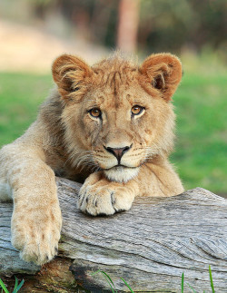 funnywildlife:  Lion Cub_F9P2344 by day1953 on Flickr.