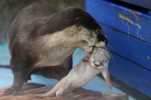 mysterysciencegirlfriend3000:maggielovesotters:Otter mum thinks it’s a good time to take her pup out