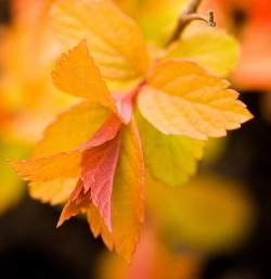 Falling-Autumn-Leaf:  Http://Falling-Autumn-Leaf.tumblr.com/ 