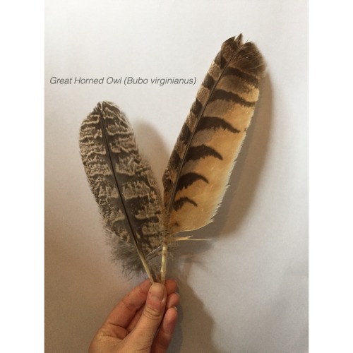 birds-and-pizza: some photos of my favourite feathers I have in my collection all these feathers hav