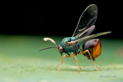 earth-song:  Eucharitidae is a family of parasitic wasps known as Eucharitid wasps. Eucharitid wasps are members of the superfamily Chalcidoidea and consist of three subfamilies: Oraseminae, Eucharitinae, and Gollumiellinae. There are 55 genera and 417