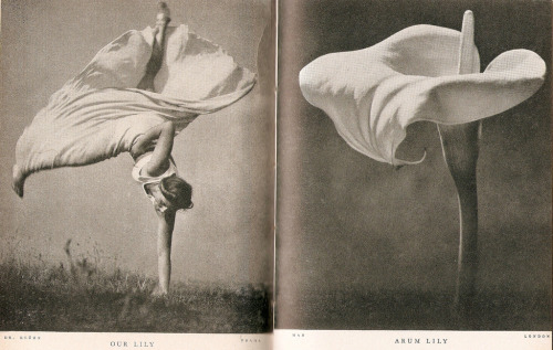 bbralejandra.tumblr.com/post/76355453985/