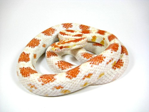 areyousayingyes:Corn Snake - Morphs - Pantherophis Guttatus