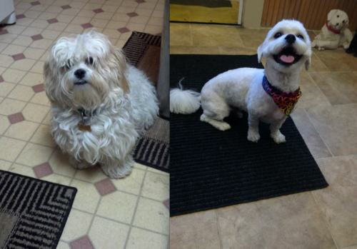 pleatedjeans:  18 Dogs That Got Appearance-Altering Haircuts 