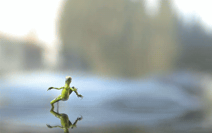 sciteachers:Lizard running on waterFor teaching: Zoology, properties of waterI THOUGHT IT WAS KERMIT