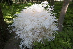 coolthingoftheday:  Trees, like animals, can also experience albinism, though it is extremely rare.