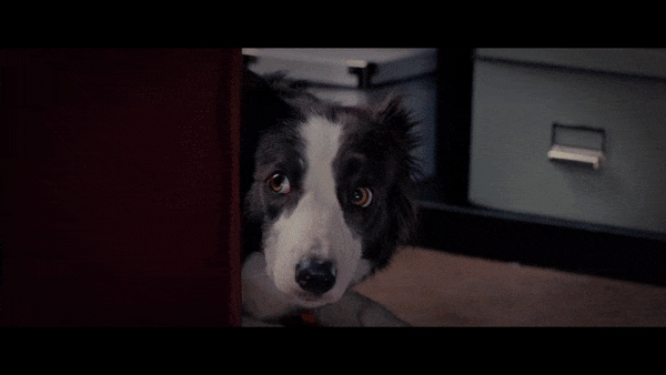 Dognapping Gone Wrong! Here&rsquo;s a short &ldquo;gif film&rdquo; based on the russian, Home Alone-