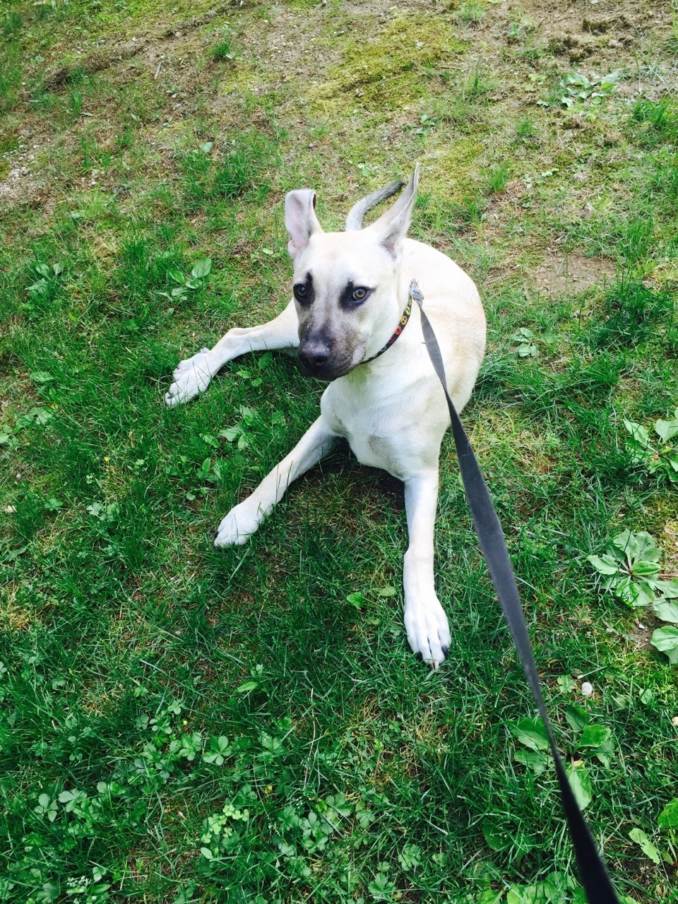 handsomedogs:  He’s only 8 months old. His name is chase