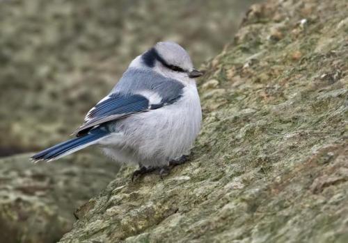 ainawgsd: The azure tit (Cyanistes cyanus) is a passerine bird in the tit family Paridae. It is a wi