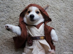 corgnelius:  &ldquo;These are not the stumps you’re looking for.&rdquo;